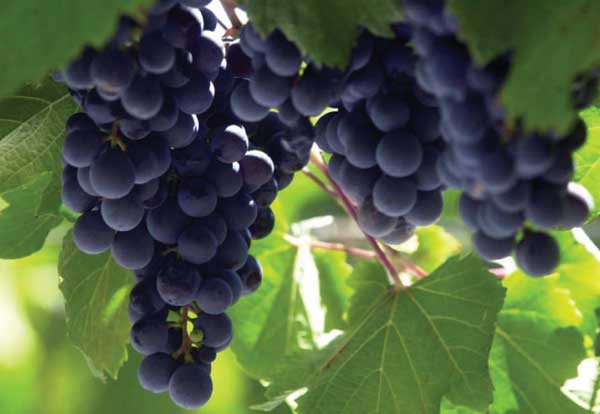 malbec grapes